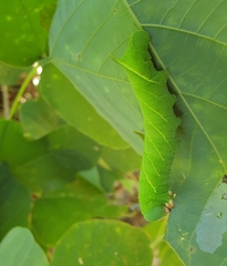 Clanis bilineata