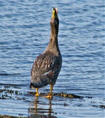 Tachyeres brachypterus