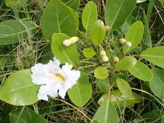 Tabebuia heterophylla