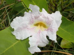 Tabebuia heterophylla