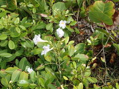 Tabebuia heterophylla