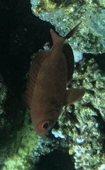 Priacanthus hamrur