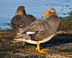 Tachyeres brachypterus