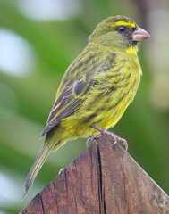 Crithagra scotops umbrosa