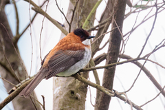 Hemixos castanonotus