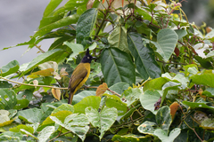 Rubigula flaviventris