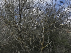 Pistacia terebinthus