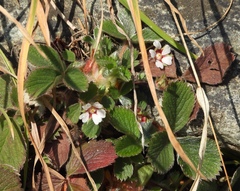 Potentilla micrantha