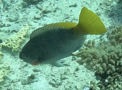 Scarus ferrugineus
