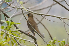 Turdus chrysolaus