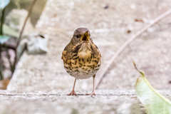 Turdus cardis
