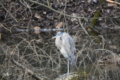 Ardea herodias herodias