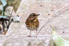 Turdus cardis
