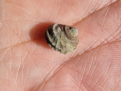 Littorina brevicula