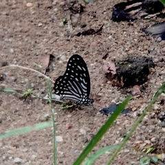Graphium megarus