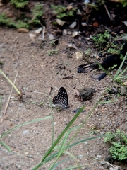 Graphium megarus