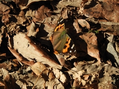 Vanessa indica indica