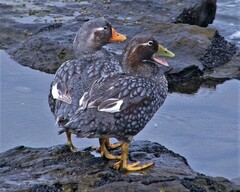 Tachyeres brachypterus