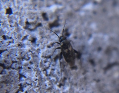 Spanagonicus albofasciatus