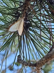 Palpita nigropunctalis