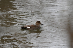Mareca strepera strepera