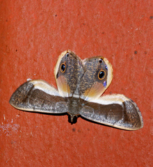 Opisthoxia cluana