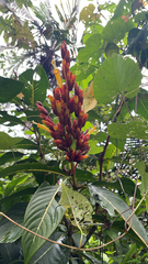 Sanchezia parvibracteata