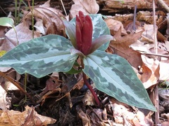 Trillium underwoodii