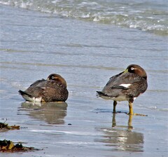 Tachyeres brachypterus