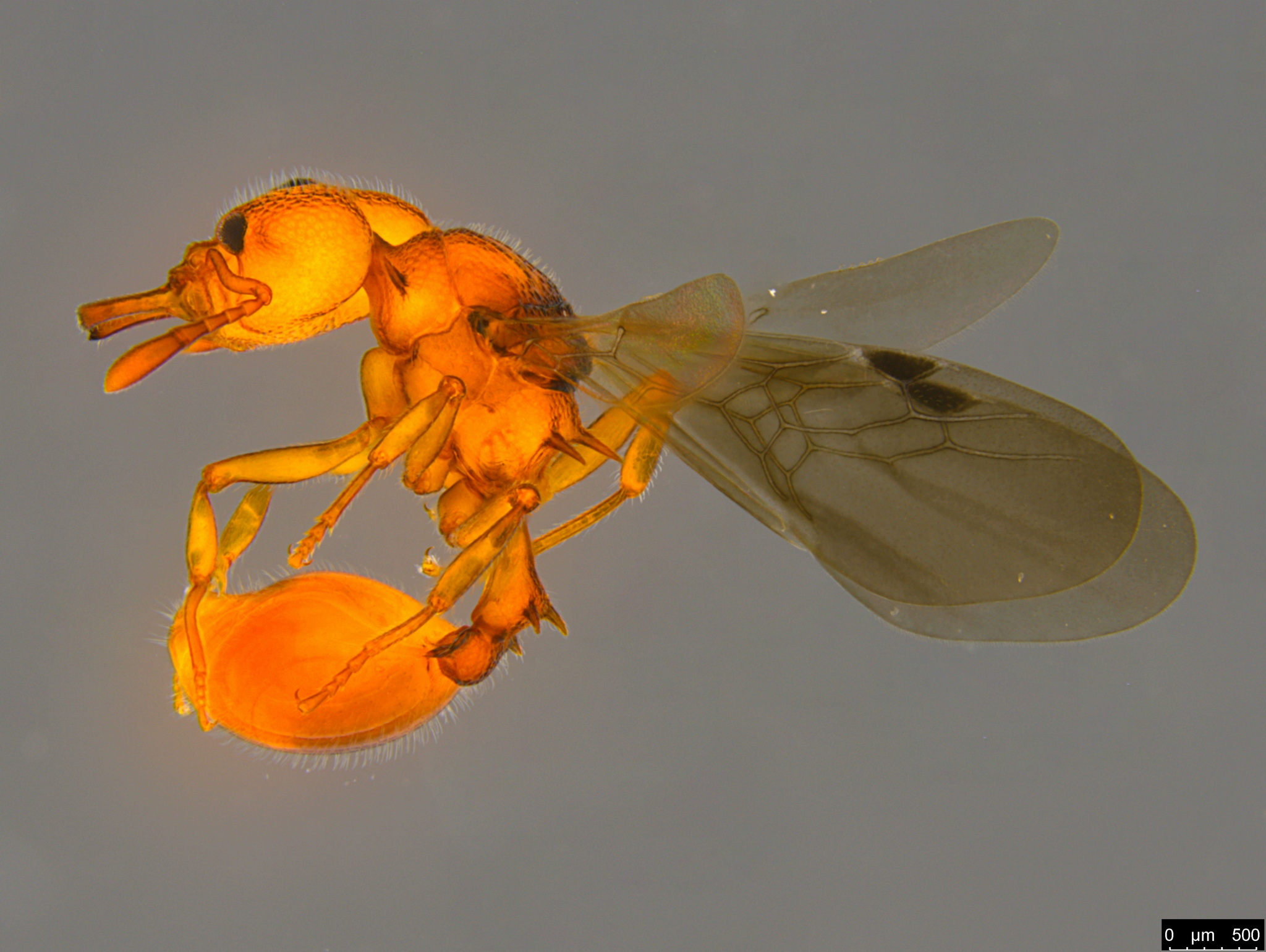 Epopostruma wardi