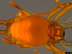 Epopostruma wardi
