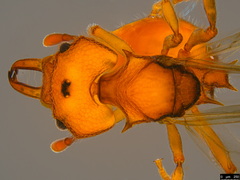 Epopostruma wardi