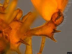 Epopostruma wardi