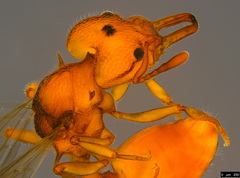 Epopostruma wardi