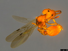 Epopostruma wardi