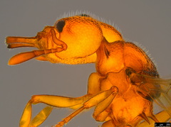 Epopostruma wardi