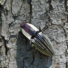 Chalcolepidius limbatus