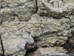 Coccotrema cucurbitula