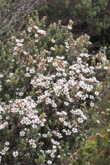 Leptospermum nitidum