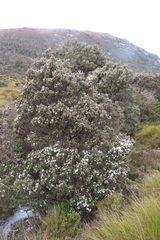 Leptospermum nitidum