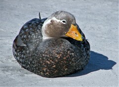 Tachyeres brachypterus