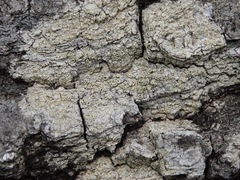 Coccotrema cucurbitula