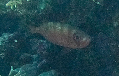 Heteropriacanthus carolinus