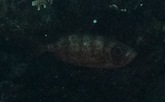 Heteropriacanthus carolinus