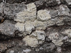 Coccotrema cucurbitula