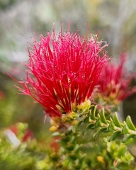 Melaleuca anisandra