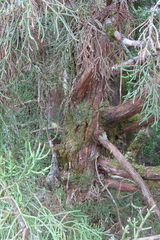 Athrotaxis cupressoides