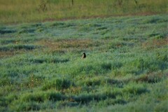 Cincloramphus cruralis