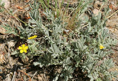 Potentilla hippiana