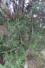 Athrotaxis cupressoides